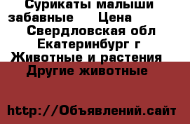 Сурикаты-малыши (забавные ) › Цена ­ 40 000 - Свердловская обл., Екатеринбург г. Животные и растения » Другие животные   